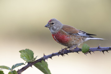 A Linnet, or common Linnet, (Linaria cannabina), male, perched on a branch on light brown background
