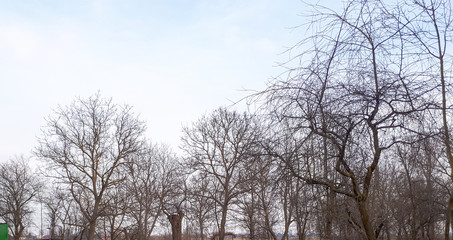 tree branches without leaves and blue sky background