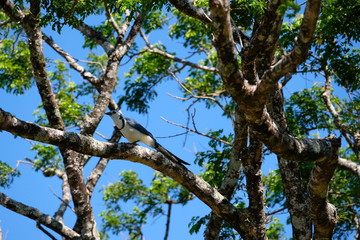 Tropical bird in the trees