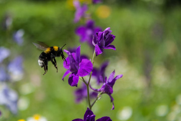 bee fly