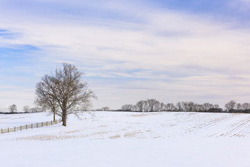 Tree in Snow Covered Field with Colorful Clouds
