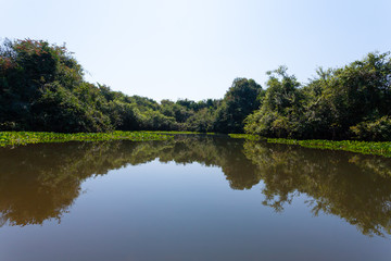 Fototapeta na wymiar Panorama from Pantanal, Brazilian wetland region.