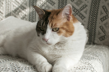 White female cat resting on lace bedding sofa closeup