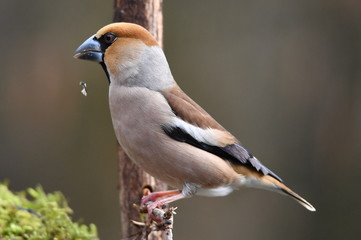Kernbeisser