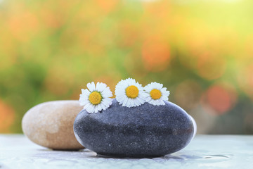 Daisy flowers on stones with colorful bokeh background   