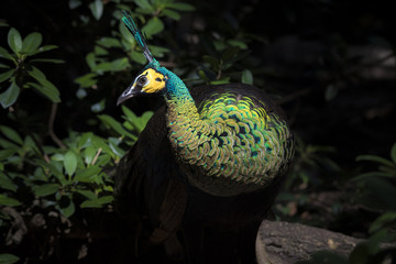 Naklejka premium Green Peacock emerging from cover