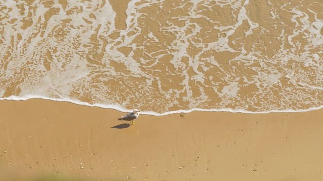Bird on a beach and waves reaching the shore