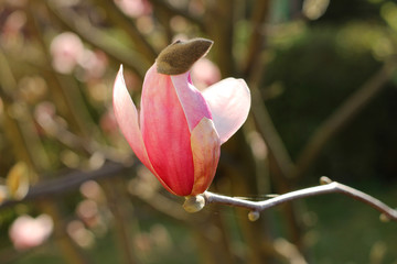 One pink magnolia bud 