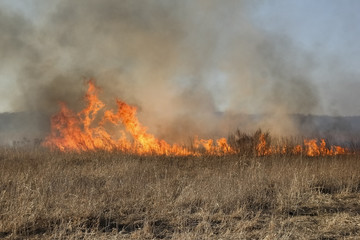 Forest fire, burning grass and small trees. fire burns grass and branches