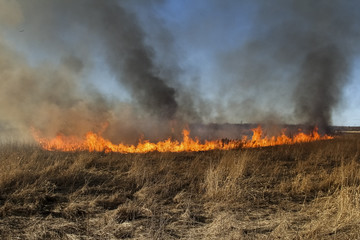 Forest fire, burning grass and small trees. fire burns grass and branches