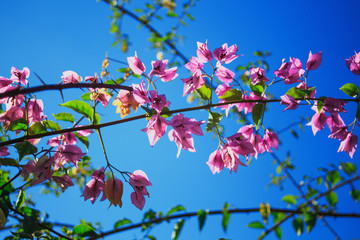 pink flowers with green leaves on sky background