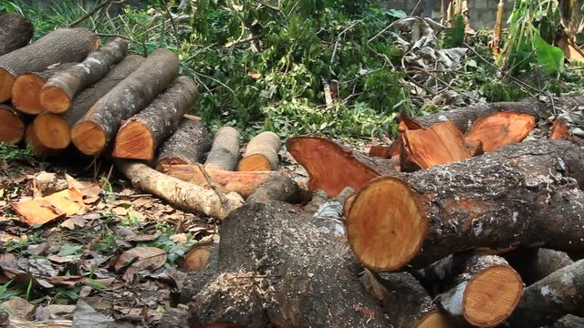 Panning clip of recently cut tree trunks and logs stacked and scattered around, from deforestation operation of rainforest trees in Kerala, India