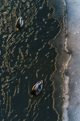 color photography of ducks walking on snow and their shadows from the top view