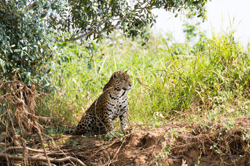 Jaguar from Pantanal, Brazil