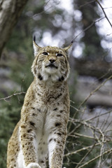 The Eurasian lynx