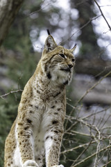 The Eurasian lynx