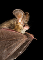 Long-eared bat flying on the dark night © Geza Farkas