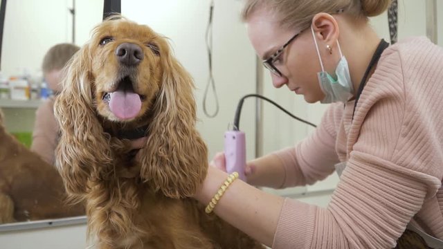 Groomer shaves cocker spaniel with a razor in salon