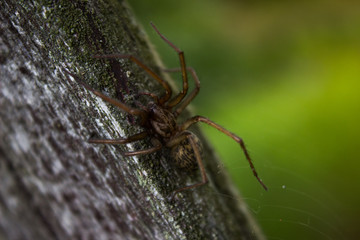 Spider