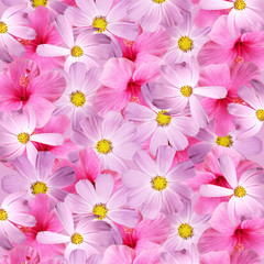 Fototapeta na wymiar Beautiful floral background with cosmos and hibiscus 