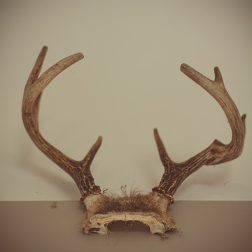 Hanging Deer Antlers