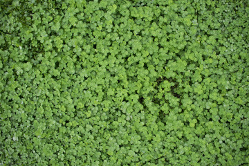 Backgrownd by green clover
