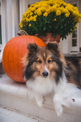 Pumpkin Spice Pup