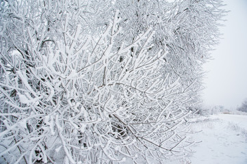 Winter trees in the snow