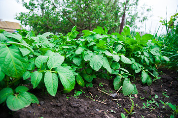 Potato plants field