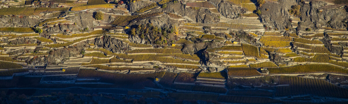 Aerial landscape of the north side of the Rhone River, showing vineyards in the Valais kanton (Wallis) near the city of Sion in an autumn sunrise, Switzerland