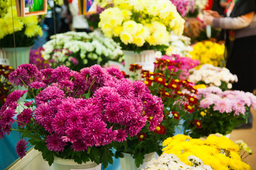 Colorful Chrysanthemum for sale