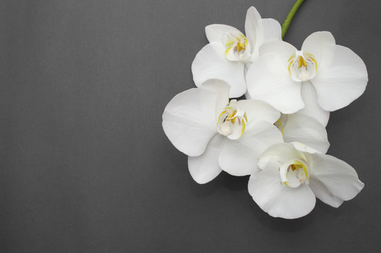 Fototapeta romantic branch of white orchid on gray background.