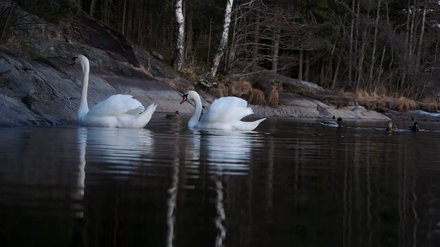 Pair of beautiful swans swimming around on a little lake at dawn