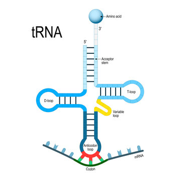 Trna Images Browse 294 Stock Photos Vectors And Video Adobe Stock