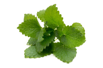 Mint leaf close up on a white background.