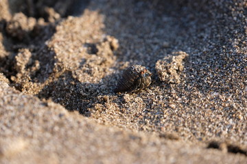Small crab on the beach