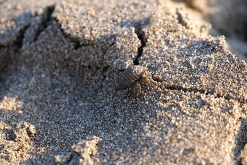 Small crab on the beach