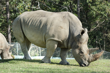 Fototapeta premium Rhino eats grass. Profile portrait