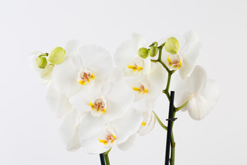 Naklejka na ściany i meble Beauty orchid on a white background.