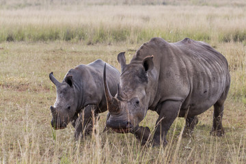 Mother and baby white rhino in the Entabeni Game Reserve in the Waterberg Region in South Africa