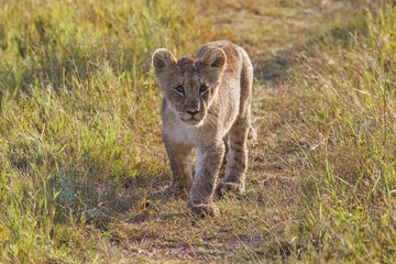 Young lion walking in Entabeni Game Reserve in the Waterberg Region in South Africa