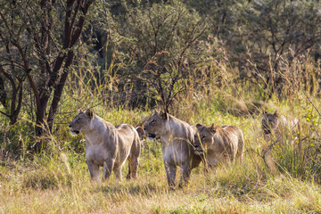 A lion pride looking for food in the Entabeni Game Reserve in the Waterberg Region in South Africa