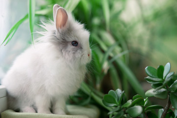 white angora rabbit sits near a green bush - obrazy, fototapety, plakaty