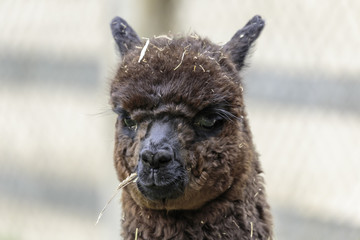 Fototapeta premium alpaca (Vicugna pacos)