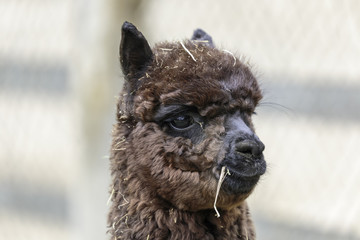  alpaca (Vicugna pacos)