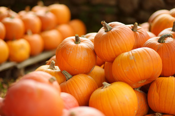 Decorative orange pumpkins on display at the farmers market in Germany. Orange ornamental pumpkins in sunlight.