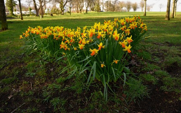 Yellow spring Daffodils in teh garden