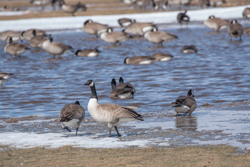 Geese in a pond