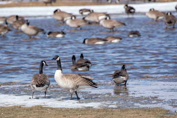 goose with the geese