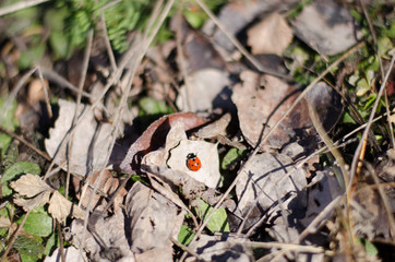 Ladybug on the ground